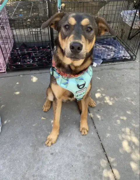 Zuko photo 4