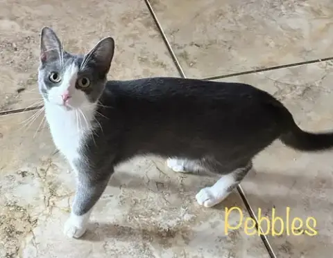 Pebbles