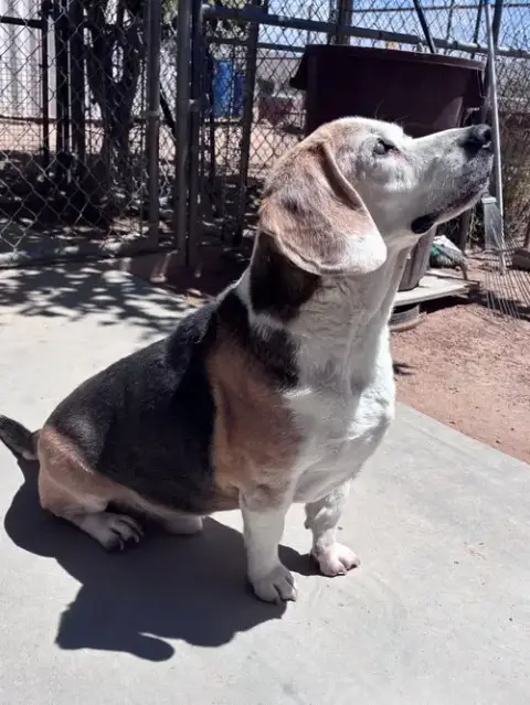 Solo-Sweet Senior! Adopted 6/7/26 photo 4