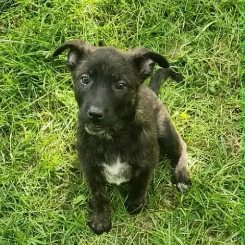 Ella