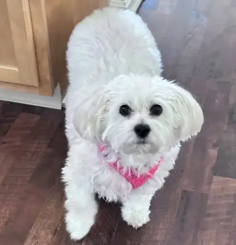 Angel Baby-Special Needs Senior