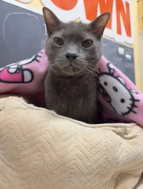 Old Shadow