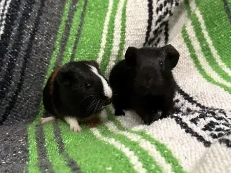 Calico & Midnight