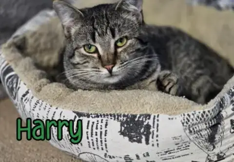 Harry photo 4