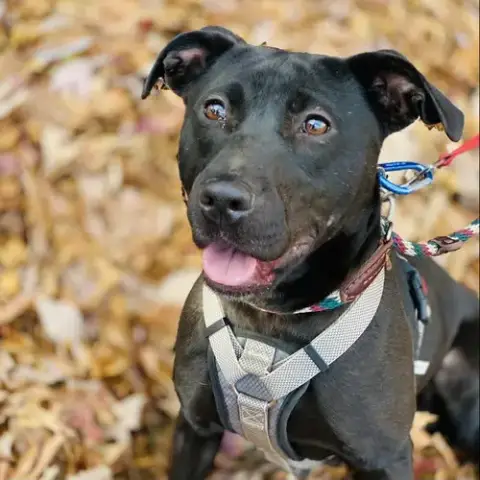 Sooney *Adopt Or Foster* photo 4