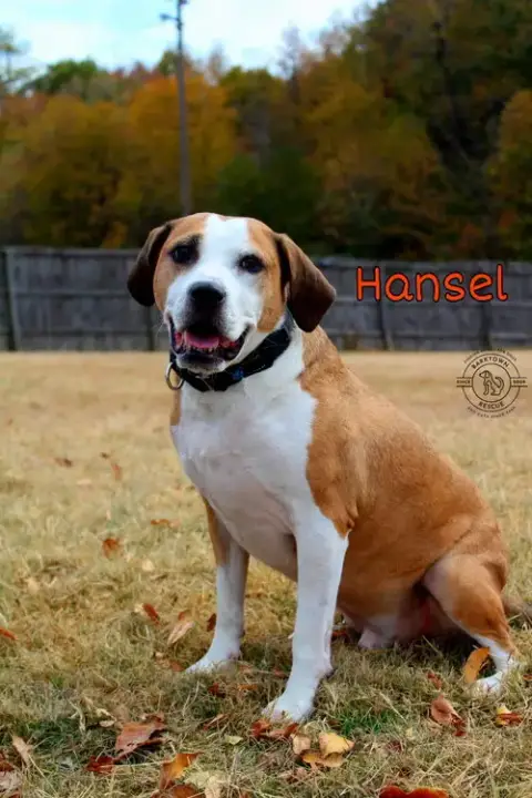 Hansel photo 2
