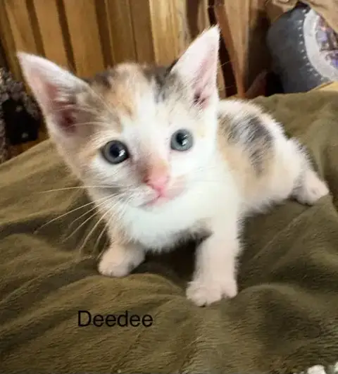 Ceecee.