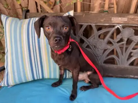 Roscoe