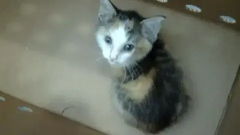 Jade