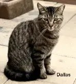 Dallas photo 2