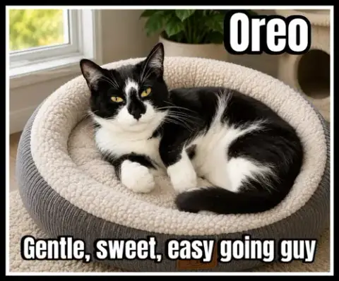 Oreo