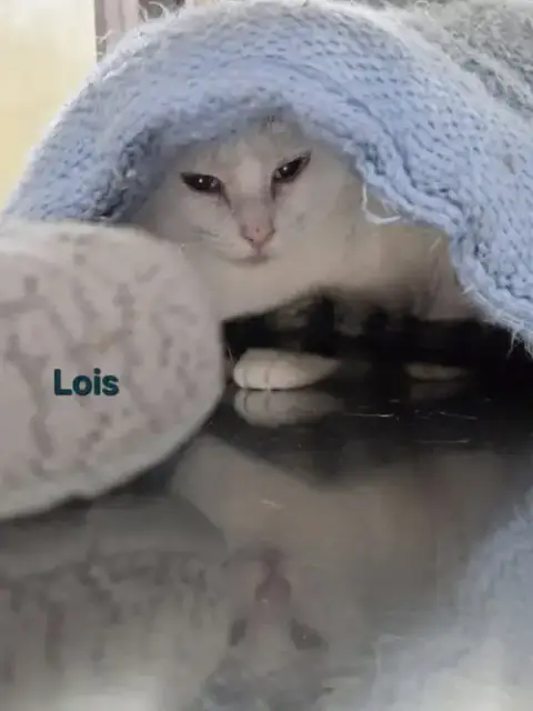 Lois