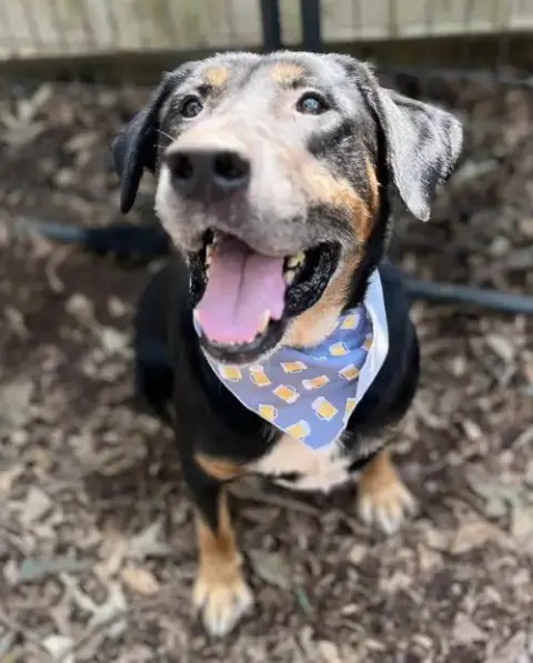Rubble--Foster Needed! photo 2