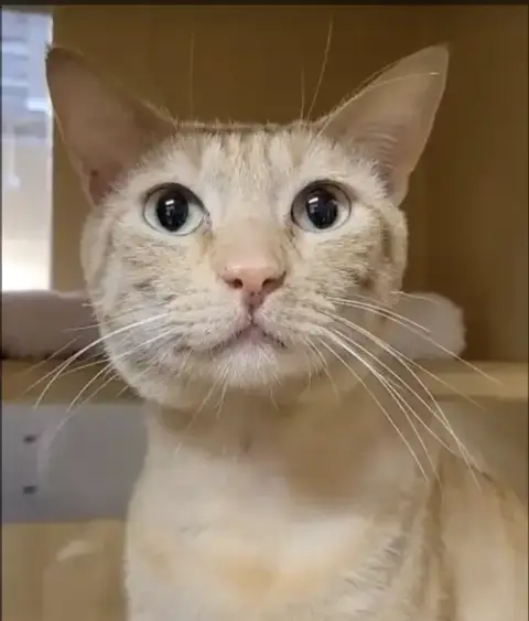 Garfield photo 2