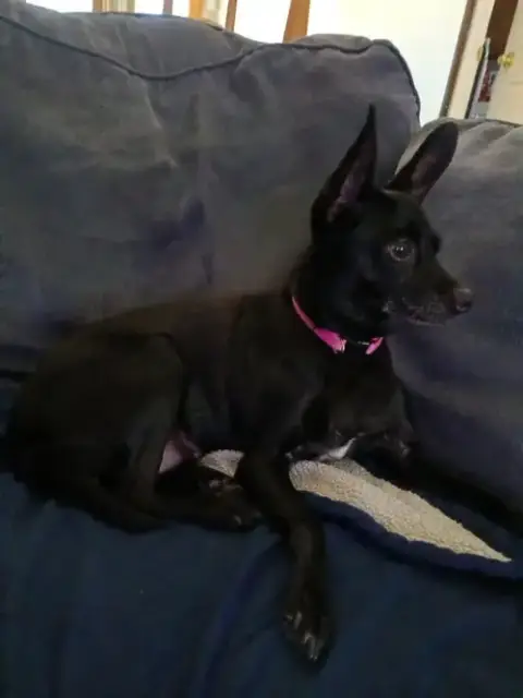 Zasha