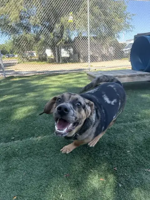 Pudge photo 4