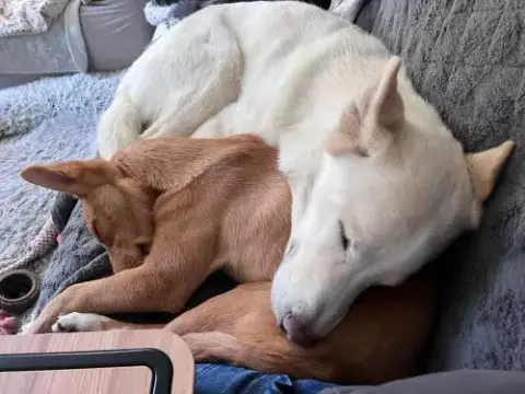 Zeus 2 photo 2