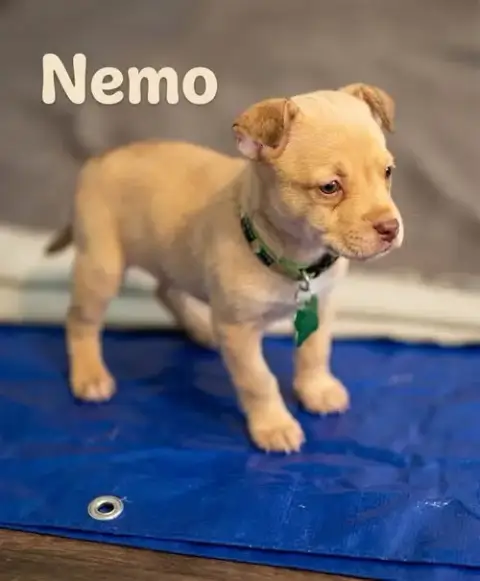 Nemo- Nemo Litter