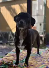 Little Black Dog