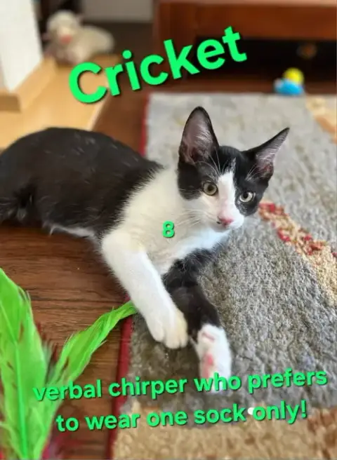 Cats/Kittens photo 2