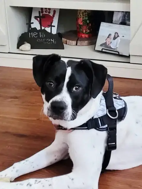Cannoli