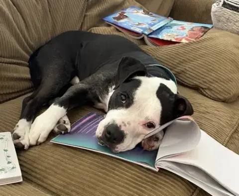 Domino photo 4