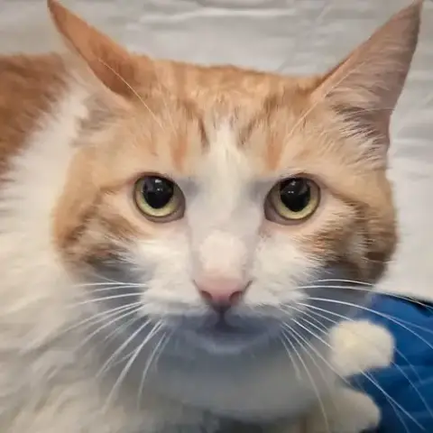 Charles