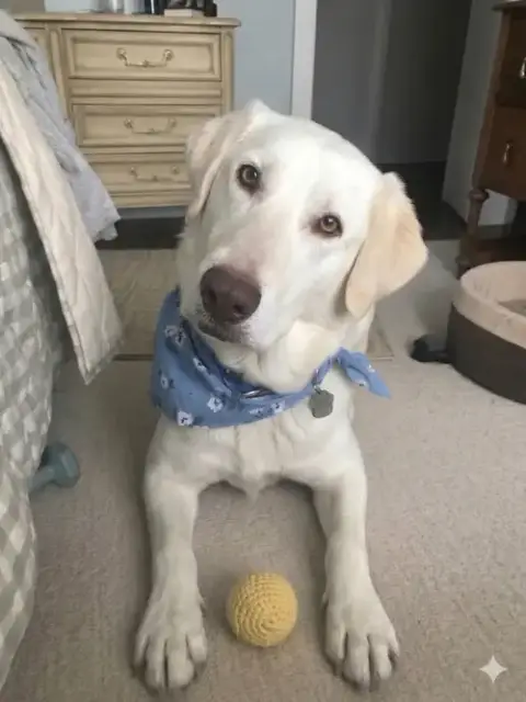 Bubba