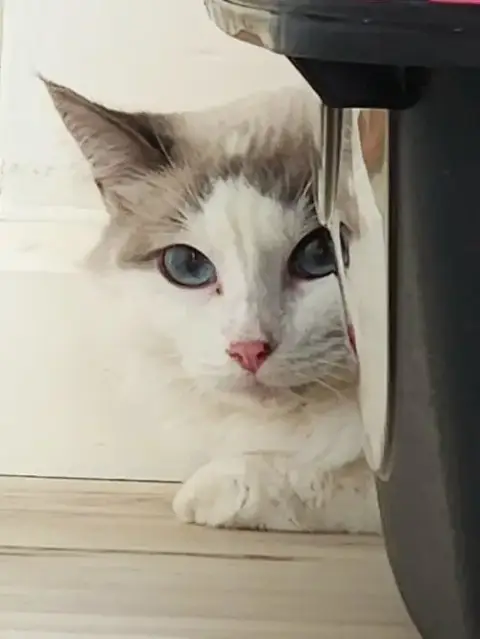 Cashmere
