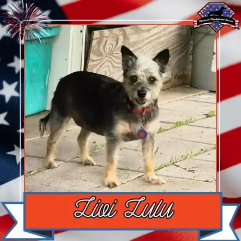 Livi Lulu