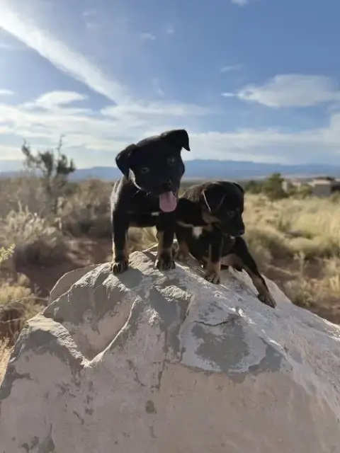 Manzano photo 3