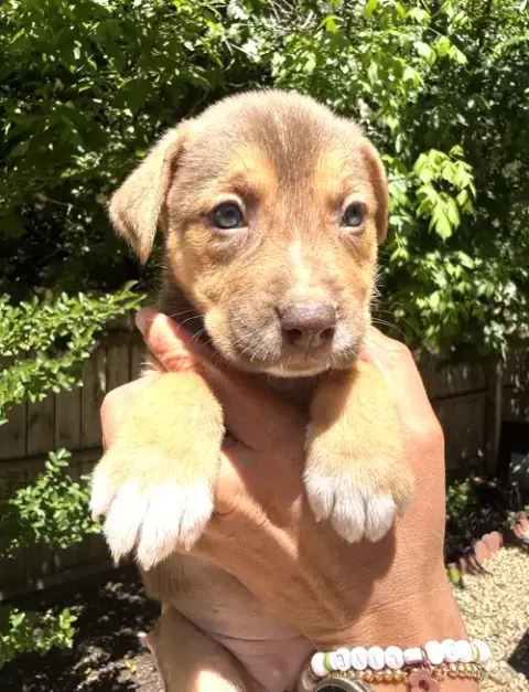 Momma Iris' Litter: Gnocchi photo 2