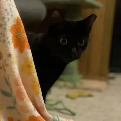 Vanilla Bean