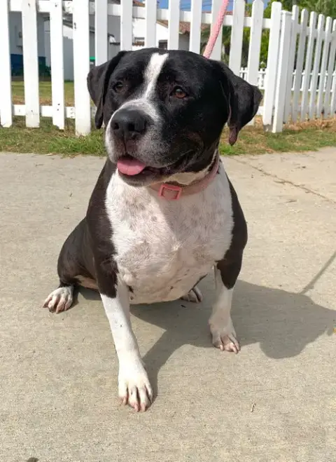 Daisy *Courtesy Post-Tc * photo 2