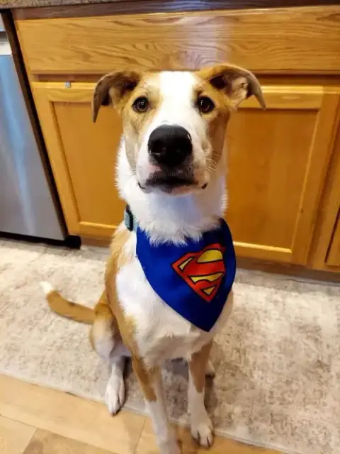 Krypto