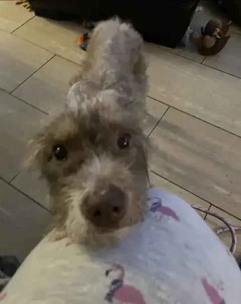 Hazie