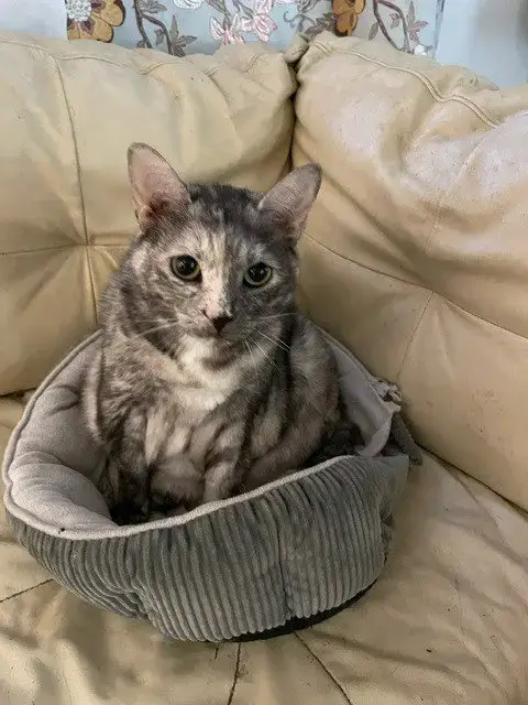 Kaia
