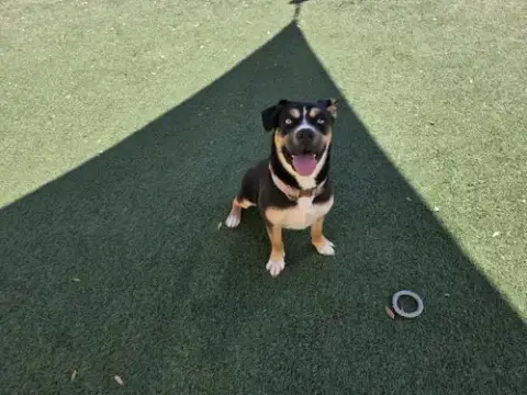 Dior-$75 Adoption Fee! Diamond Dog! photo 3