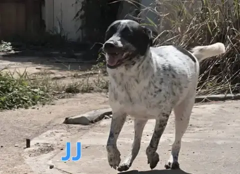 Jj photo 4