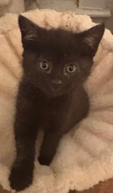 Raven Kitten photo 2