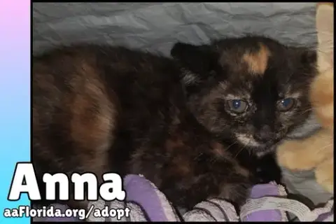 Anna photo 2