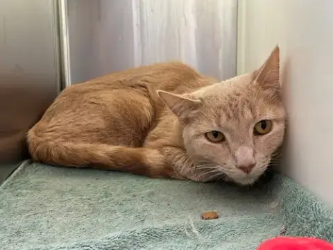 Peanut