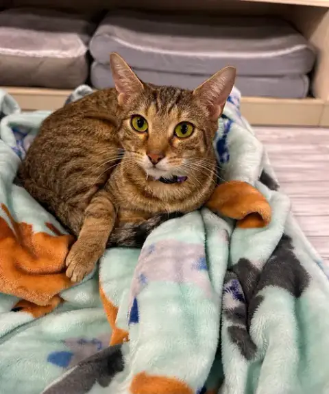 Ss Kitties photo 2