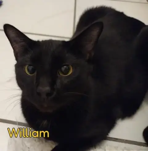 William