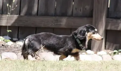 Nutmeg2 photo 4