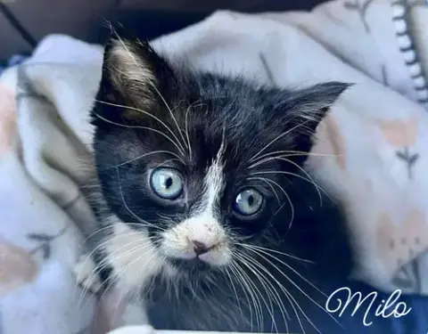 Mila  *Kitten* photo 3