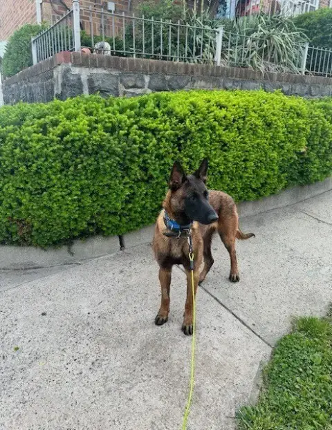 Sassy  Located In New Jersey