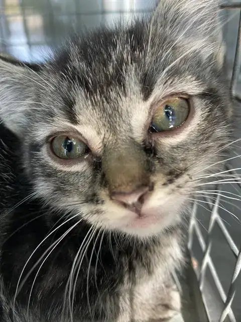 Simon