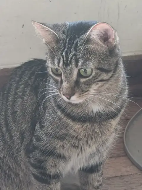 Peaches photo 4