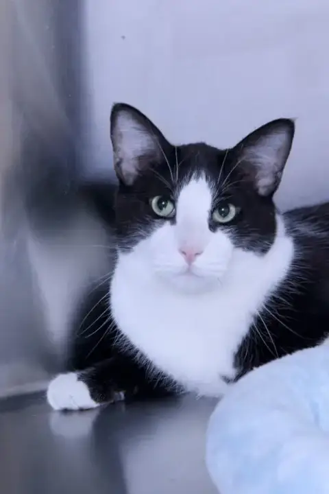 Flynn